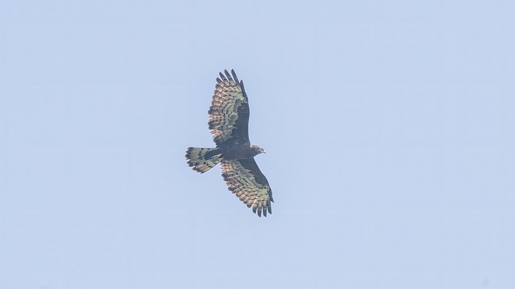 Oriental Honey-buzzard